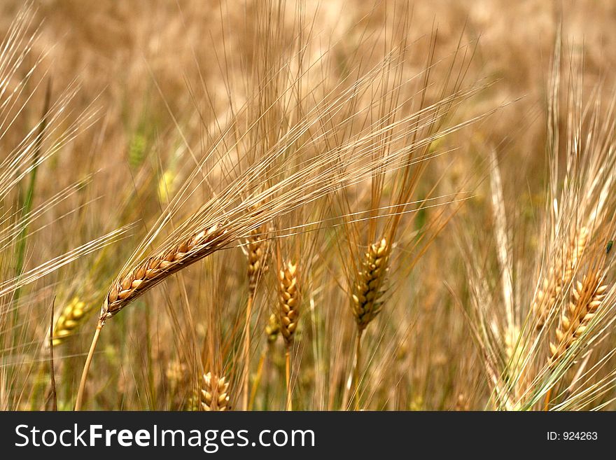 Wheat fileld - ready for harvest. Wheat fileld - ready for harvest