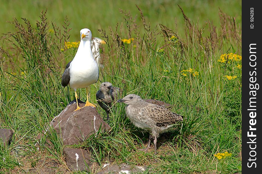 Seagull with young