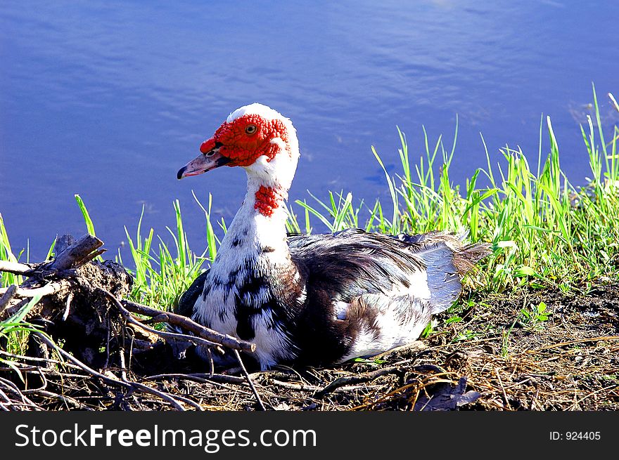 Ugley duck by the lake. Ugley duck by the lake