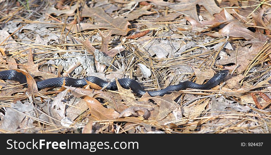 Black snake searching for food. Black snake searching for food.