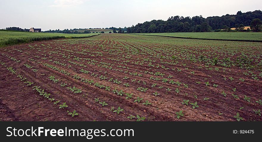 Newly planted field of baby vegetables