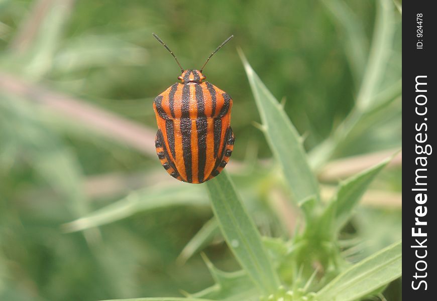 Pinstriped Bug