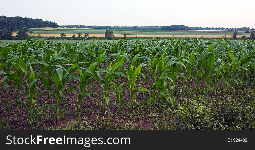 Field of corn in the morning light. Field of corn in the morning light