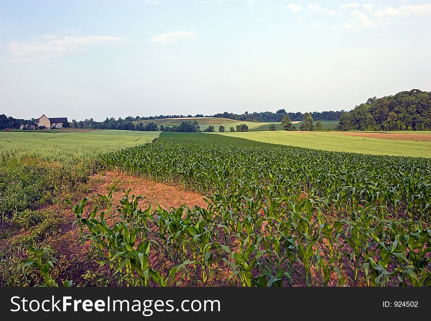 Field of corn with a blue sky background. Field of corn with a blue sky background