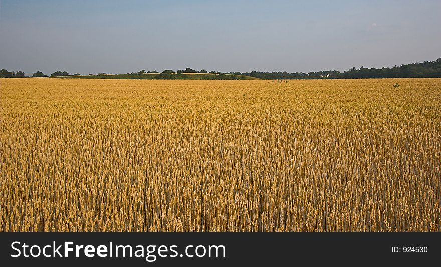 Field of golden grain and a blue sky. Field of golden grain and a blue sky