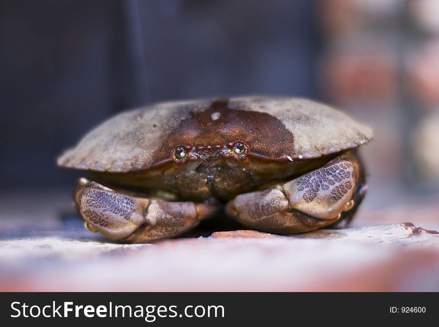 Typical Norwegian crab.