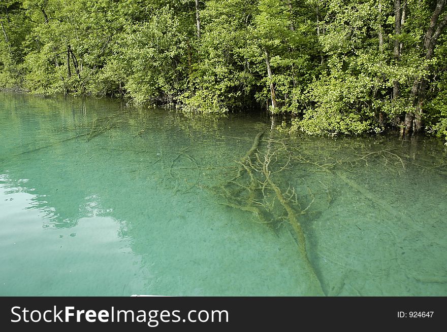 Trees under water