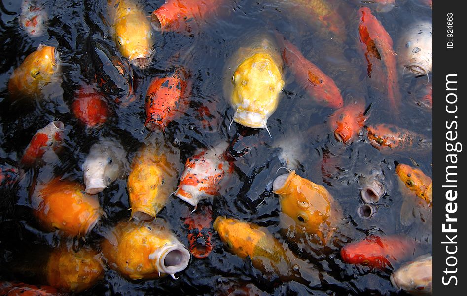 This was taken at the US National Arboretum in Washington, DC. These Koi were some of the most beautiful I've seen. This was taken at the US National Arboretum in Washington, DC. These Koi were some of the most beautiful I've seen.