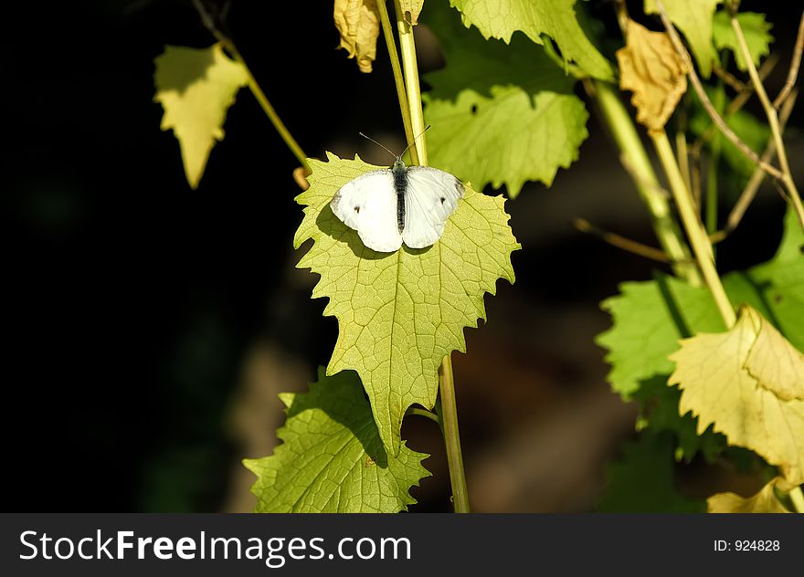 White Moth