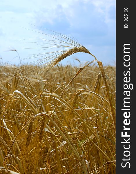 Close-up ears on summer wheat field harvest time conceptual background vertical