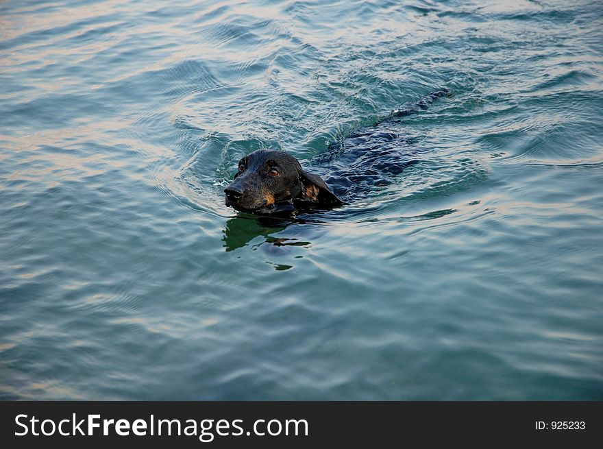 Cute black dachshund swiming at the sea. Cute black dachshund swiming at the sea