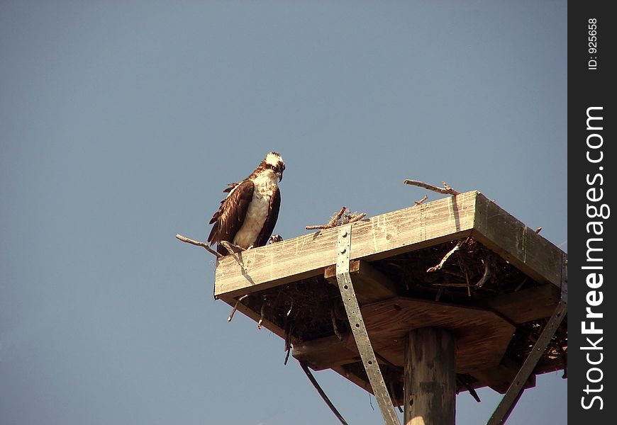 Osprey On Her Nest