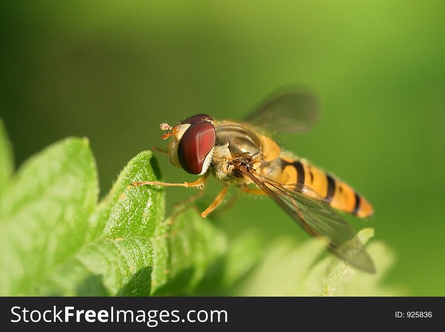 A Hoverfly in grass