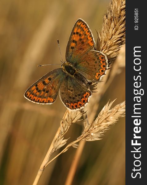 Butterfly Sooty Copper (Lycaena tityrus)