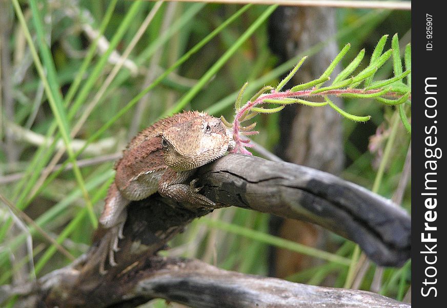 Dragon On A Branch