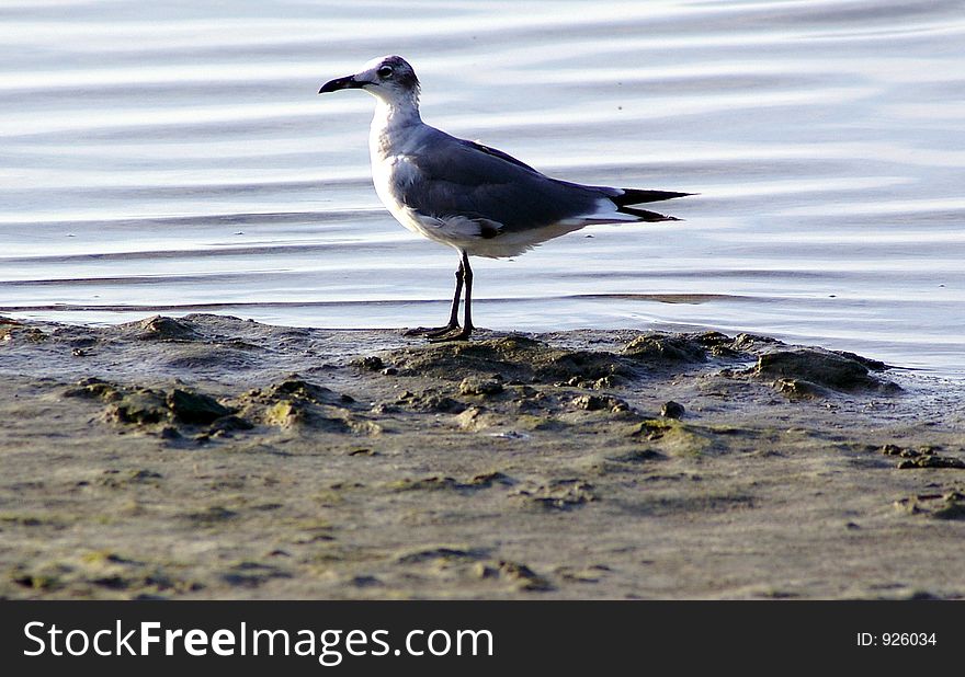 Seagull On Shore