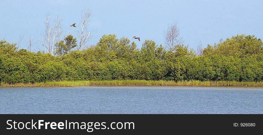 Incoming Pelicans