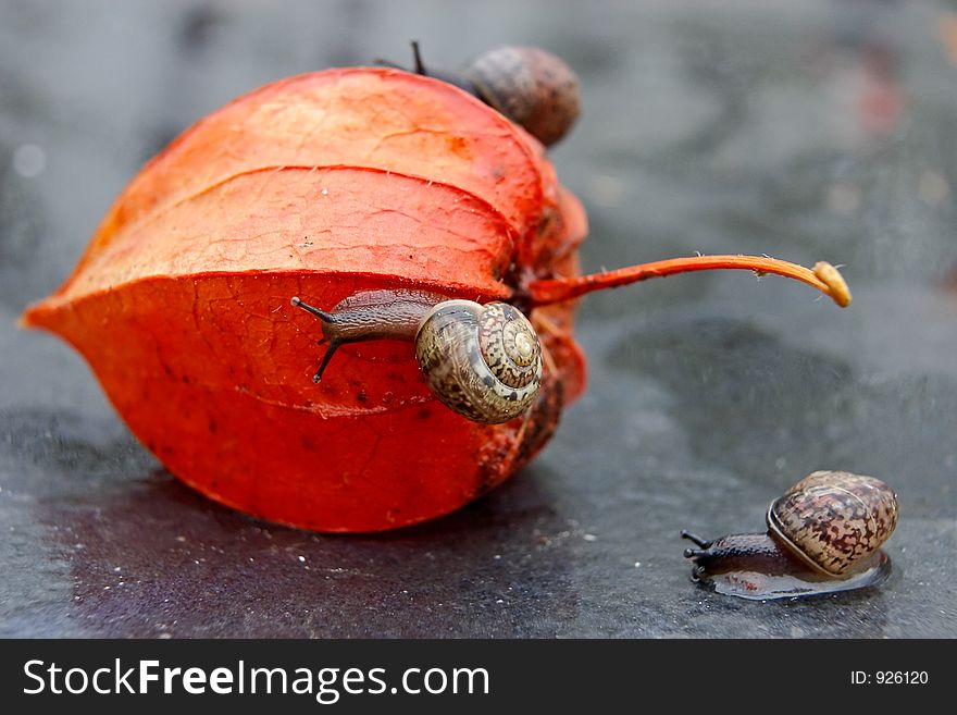 Strolling snails in a garden after the rain