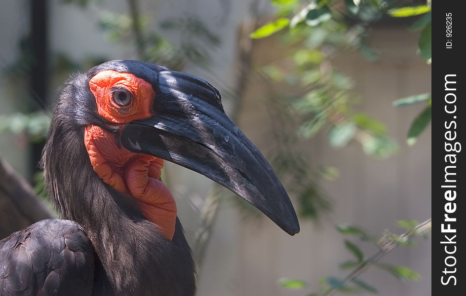 African red hornbill. African red hornbill