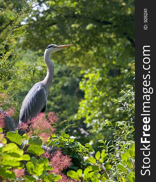 Heron in the green