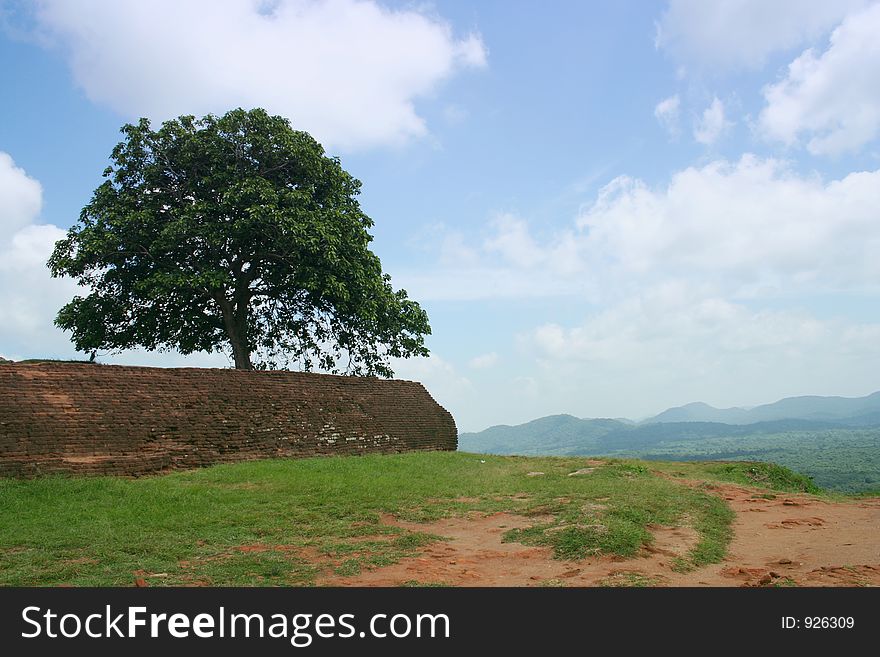 Lonely  Tree