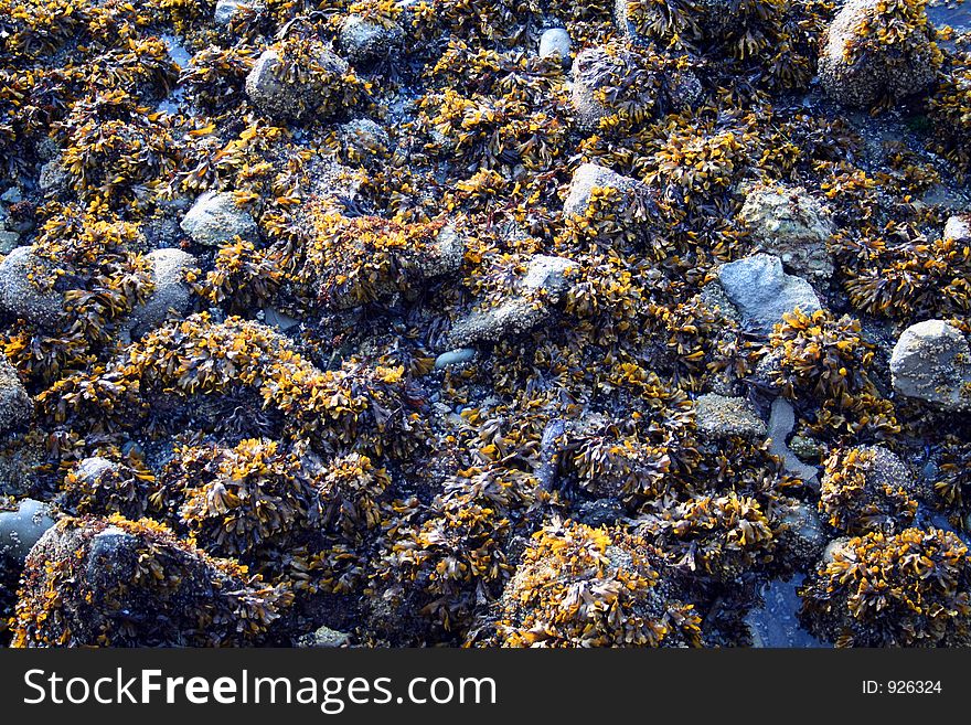 Stones and seaweed at low tide