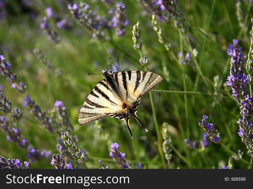 White butterfly on a lavender flower.