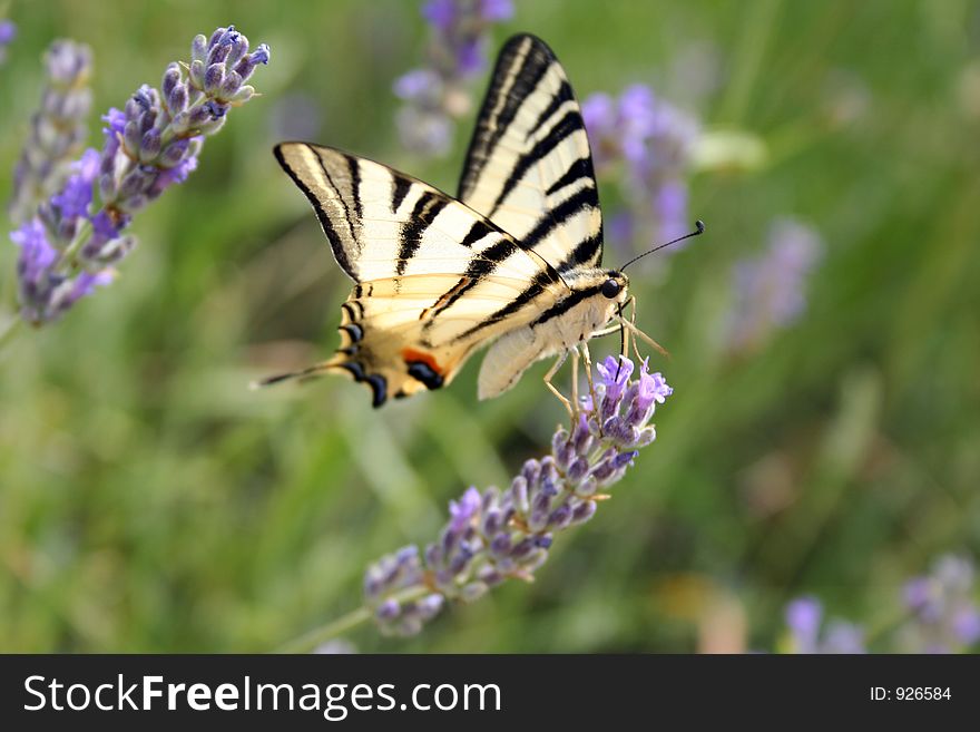 Butterfly landed on a lavender flower.