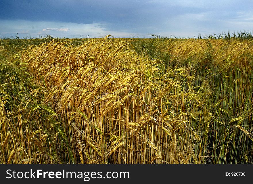 A close up of a field of wheat. A close up of a field of wheat