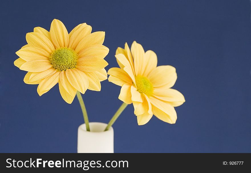A pair of yellow daisies in a white vase against a blue background. A pair of yellow daisies in a white vase against a blue background