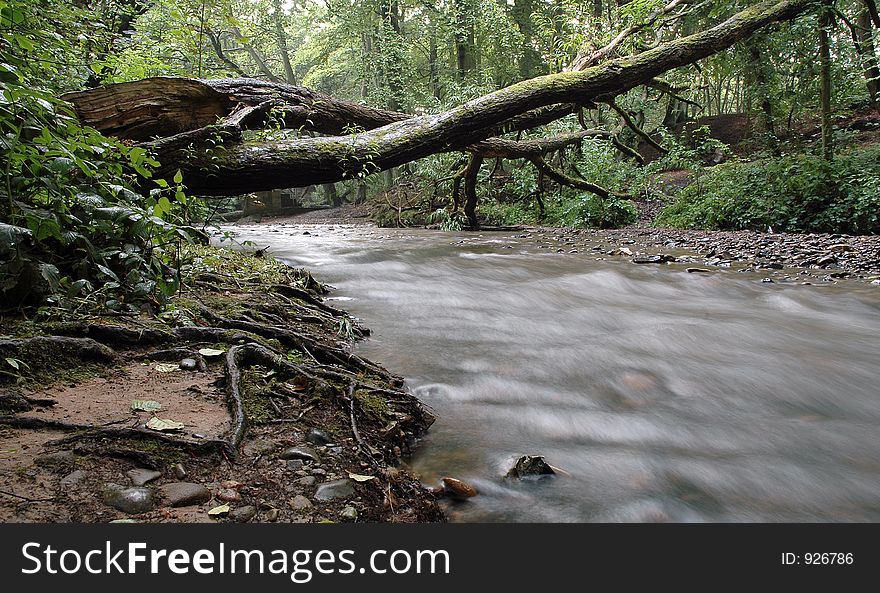 A fallen tree across a woodland stream