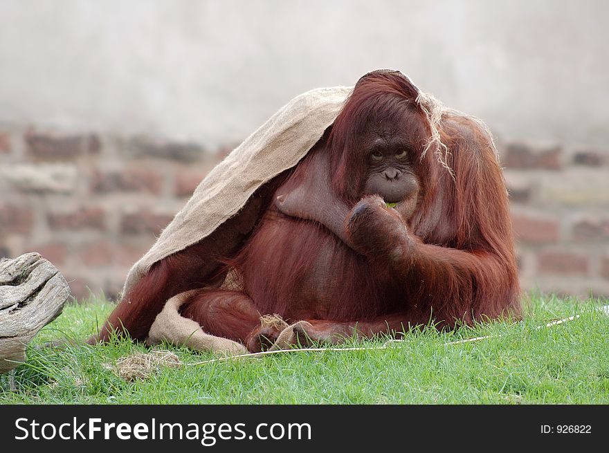 An orangutan snacking