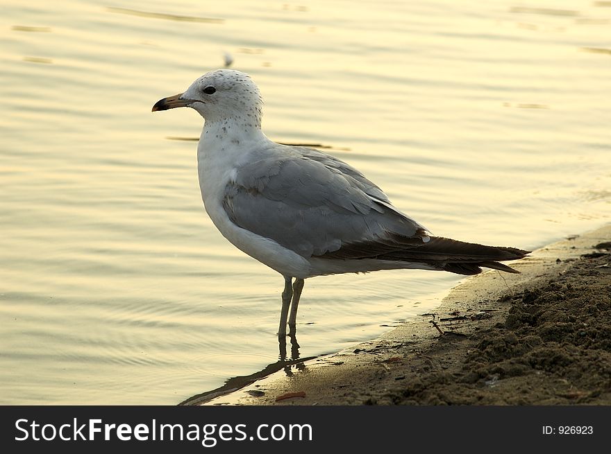 Sea gull at a shore