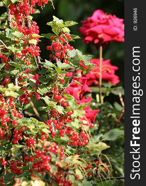 Bunch of redcurrants with red roses in background
