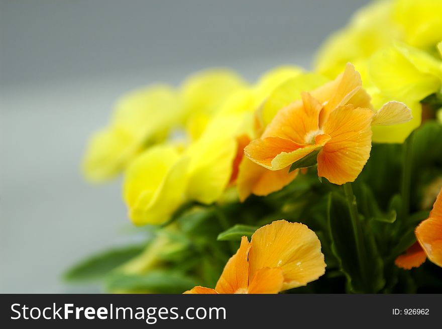 Small yellow and orange flowers. Small yellow and orange flowers