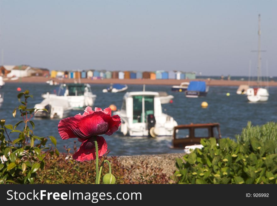 Poppy in focus with blurred sea,boats and beach huts in background. Poppy in focus with blurred sea,boats and beach huts in background