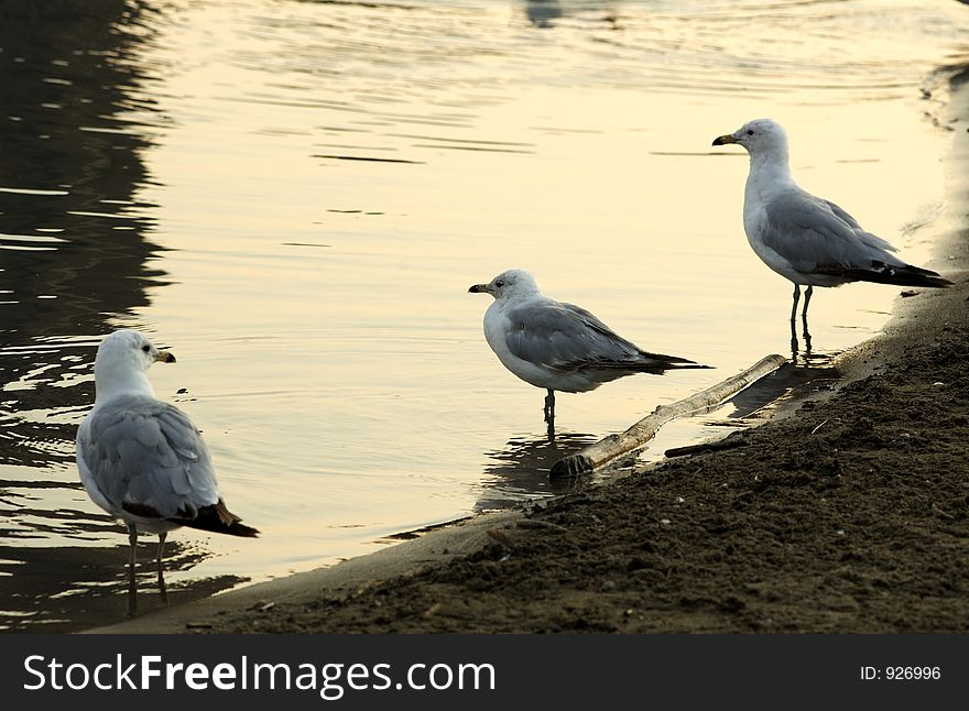 Three gulls standing at a shore