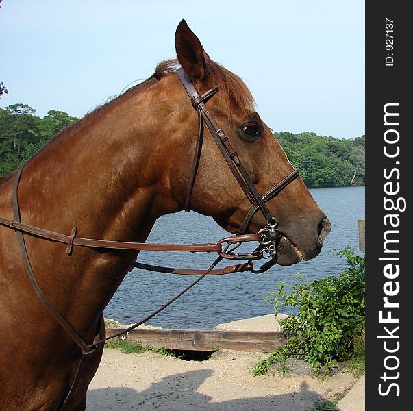 Well taken care of horse on path of a lake. Well taken care of horse on path of a lake