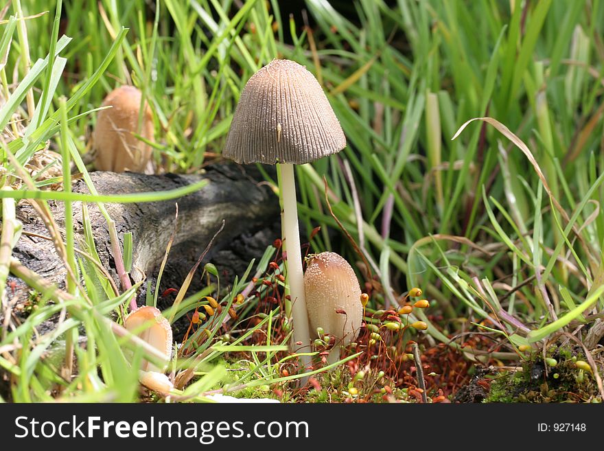 Life in the Undergrowth, mushroom, fungus and grass close up