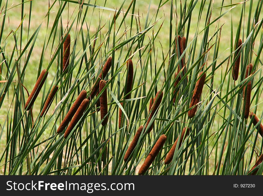 Cat tails at a swamp in black water, virginia