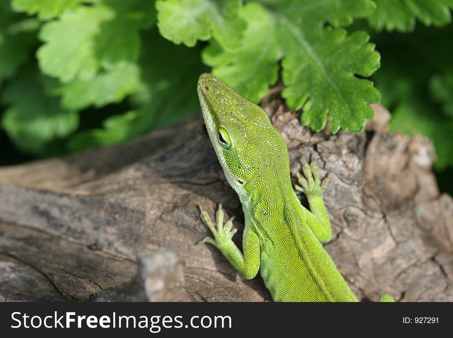 Green garden lizard sitting on driftwood. Green garden lizard sitting on driftwood.