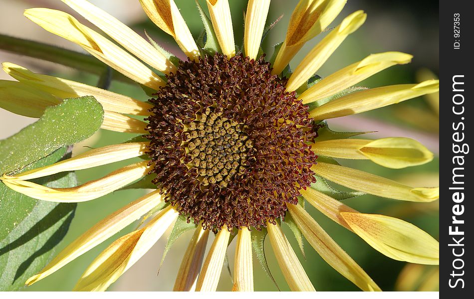 From a italina sunflower. From a italina sunflower