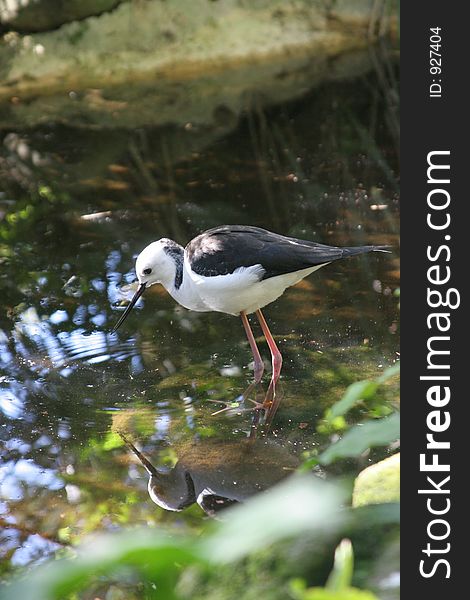 A bird in the Water, feeding