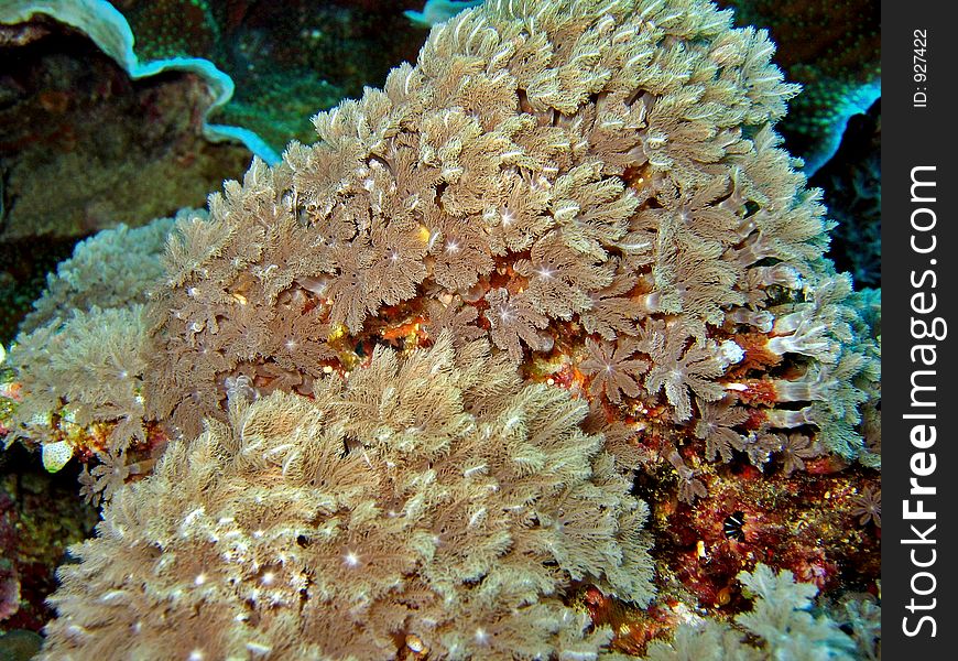Flower soft coral details. Flower soft coral details