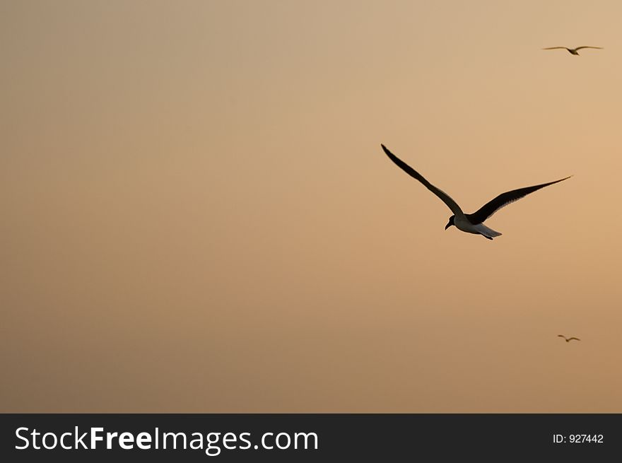 Seagull flying at sunset with copy space on left. Seagull flying at sunset with copy space on left