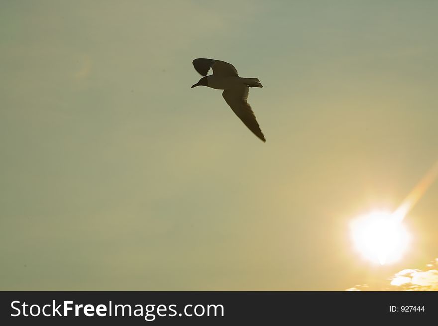 Seagull flying near evening sun with copyspace on left. Seagull flying near evening sun with copyspace on left