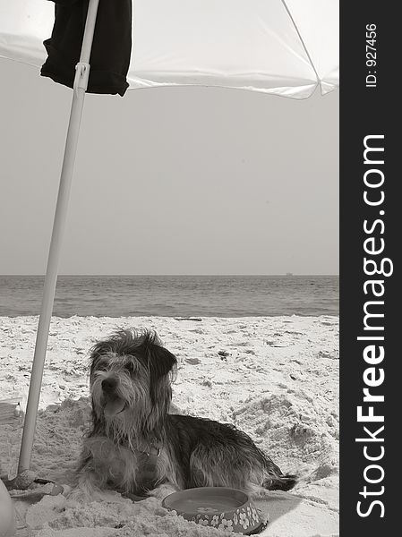 Dog on beach under beach umbrella