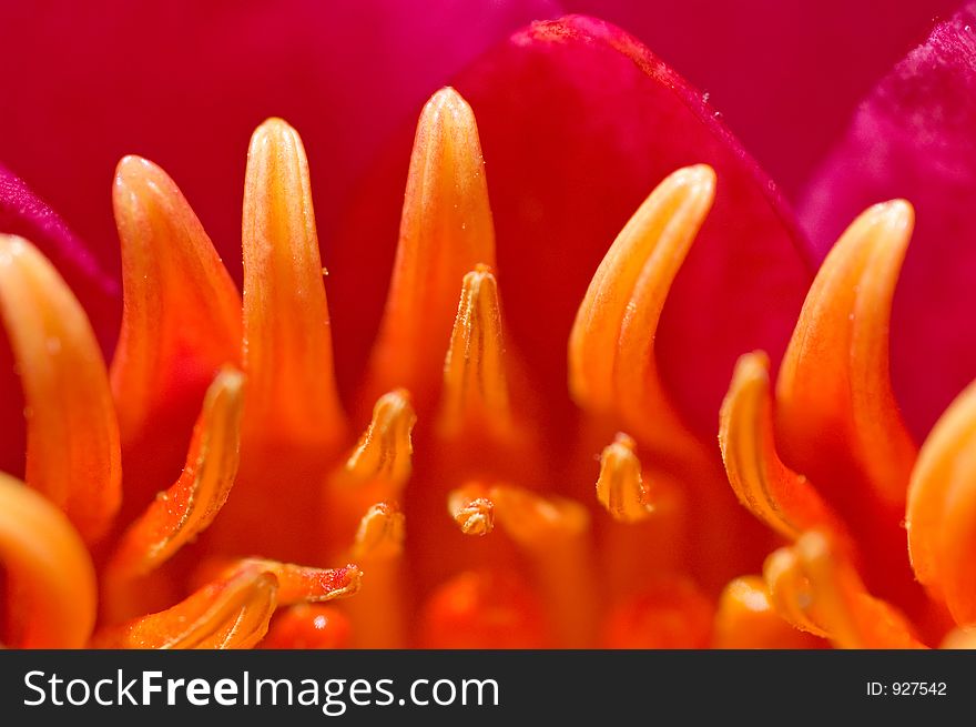 Waterlily Closeup