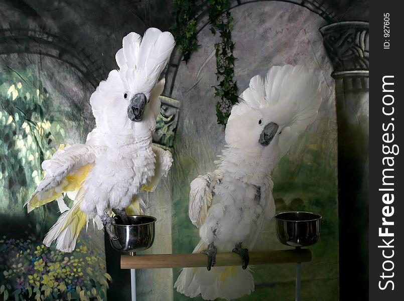 Two Cockatoos Demonstrating Dominance. Two Cockatoos Demonstrating Dominance