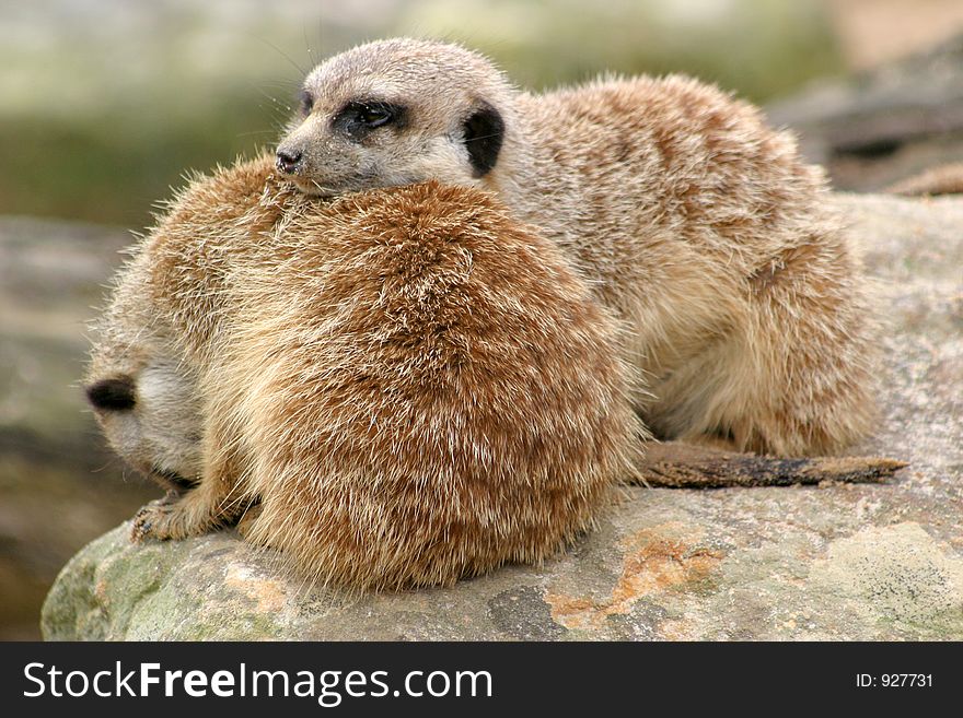 A sleepy meerkat using his friend as a pillow!. A sleepy meerkat using his friend as a pillow!